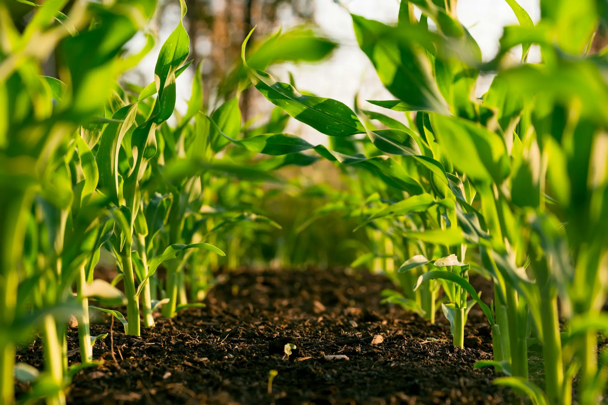 Agrotech